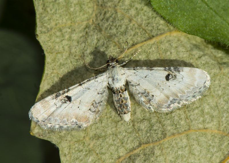 Eupithecia centaureata - Geometridae